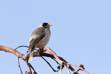 Australian Noisy Miner perched on a gum tree branch in the Winter sun facing right