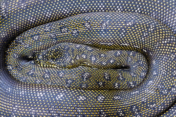 Diamond Python basking in sunlight digesting meal