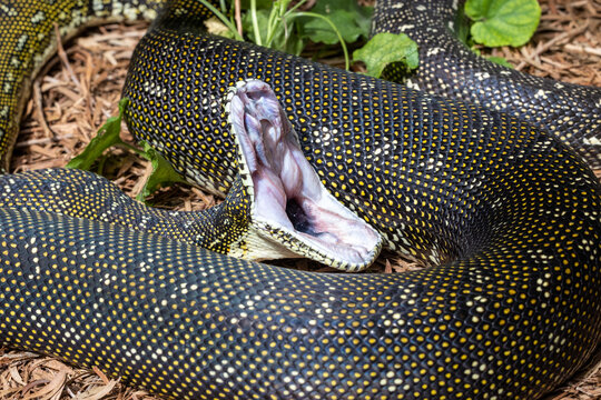 Diamond Python re-aligning jaws after feeding