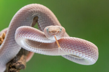 Female pink mangrove pit viper snake Trimeresurus purpureomaculatus on attacking position 