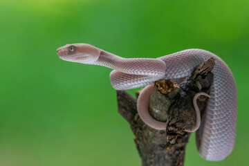 Female pink mangrove pit viper snake Trimeresurus purpureomaculatus on attacking position 
