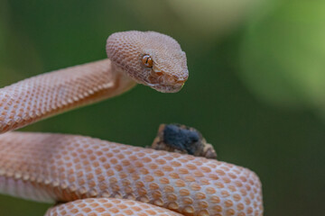 Male brown mangrove pit viper snake Trimeresurus purpureomaculatus on attacking position 