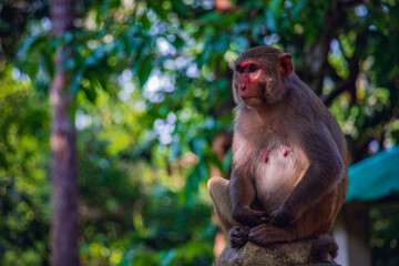 A monkey sits alone on a concrete pillar.