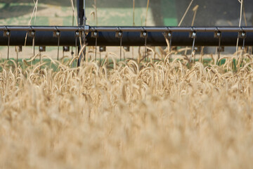 Harvesting rye - 531422242