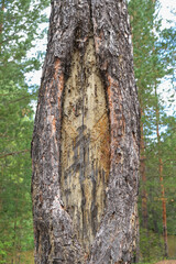 Wood resin coming out of wood. Tree sap coming out of a pine tree. Resin close-up. Extraction of resin from the trunk of a tree.