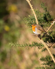 Robin Red Breast 