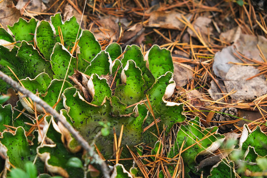 peltigera aphthosa growing in the forest. peltigera aphthosa growing among moss. peltigera aphthosa close-up.
