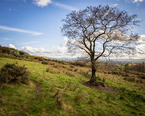 Tree on a hill 
