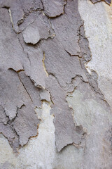 Color of bark American sycamore. Spotted texture of bark sycamore, full frame, abstract background. Close-up. Copy space. Selective focus.