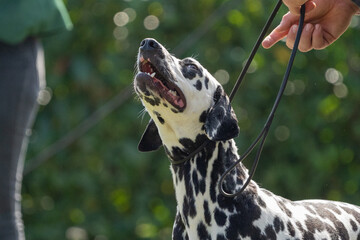 dalmation portrait of a dog