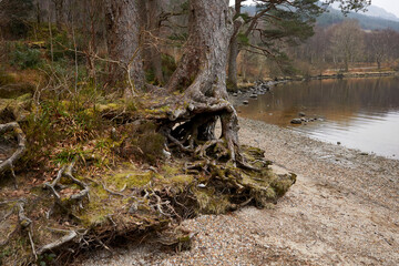 Fototapeta na wymiar By Whistlefield stands the Gnarled Scots Pine trunk and roots at Jubilee Point on the east shore of Loch Eck. Argyll and Bute