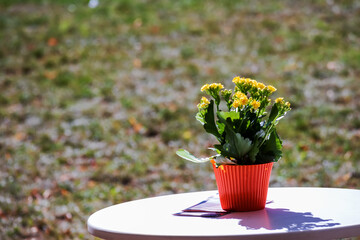 A yellow flower with green leaves in a brown pot on a silver table with a green grass background