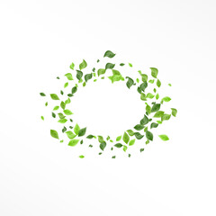 Grassy Leaves Fly Vector White Background