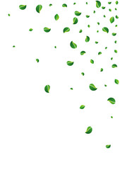 Swamp Leaves Swirl Vector White Background.