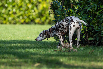 dalmation dog walking in the grass on a sunny day