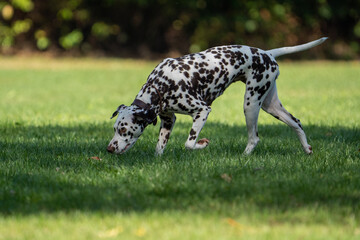dalmation dog walking in the grass on a sunny day