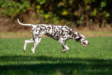 dalmation dog walking in the grass on a sunny day