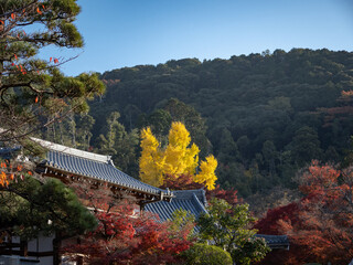 Fototapeta premium 紅葉・清水寺