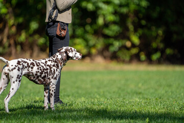 dalmation dog standing still near owner