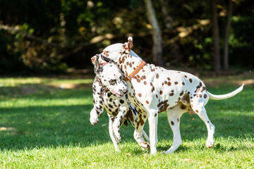 dalmation dogs playing and running in a field on a sunny day