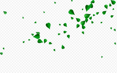 Olive Leaf Organic Vector Transparent Background