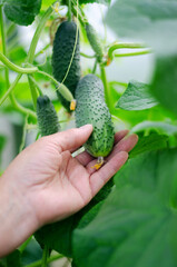 Woman harvesting cucumbers in a greenhouse
