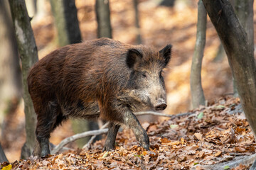 Wild boar on the background of the autumn forest.