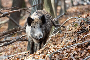 Wild boar on the background of the autumn forest.