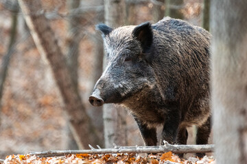 Wild boar on the background of the autumn forest.