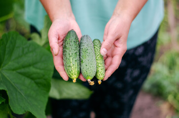 Woman harvesting cucumbers in a greenhouse
