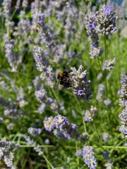 Bee on lavender