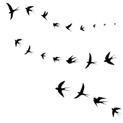 birds fly together