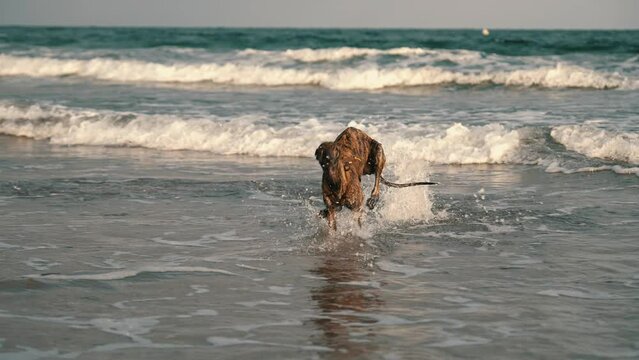Perro corriendo a c&aacute;mara lenta en la playa durante la puesta de sol