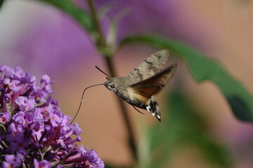 hummingbird Hawk Moth (Macroglossum stellatarum) collecting nectar from autumn flowers