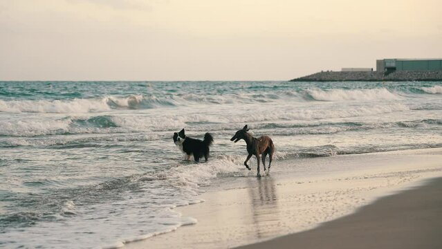 Perro corriendo a c&aacute;mara lenta en la playa durante la puesta de sol