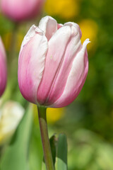 Close up of a salmon impression tulip (tulipa gesneriana) in bloom 