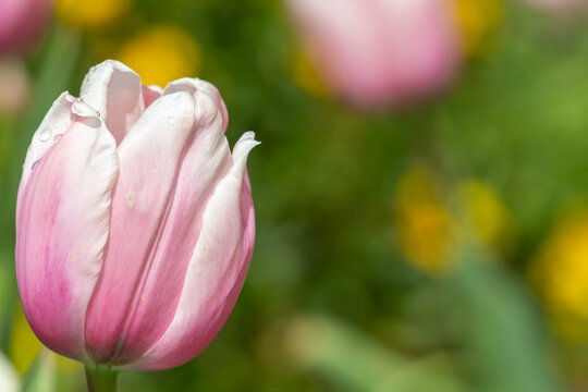 Close up of a salmon impression tulip (tulipa gesneriana) in bloom 