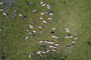 Fototapeta na wymiar Herd of wild sheep rams are walking along high Carpathians mountain, Ukraine
