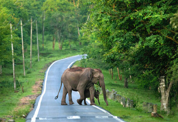 Naklejka na ściany i meble Asian elephant (Elephas maximus)