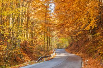 The road through the forest in autumn country.