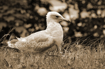 Seagull in the Akershus Fortress.Oslo,Norway