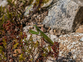 Mantis religiosa en la Sierra de Guadarrana