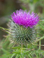 Scottish Thistle, Troup Head, Banff, Scotland, United Kingdom