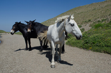Obraz premium Tre cavalli camminano lungo la riva del lago Scaffaiolo fra le montagne dell’Abetone in Toscana