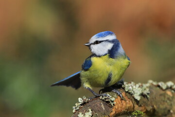 A cute blue tit sitting on the branch. Portrait of a colorful titmouse.  Cyanistes caeruleus