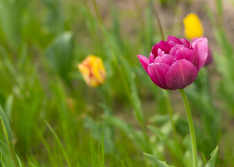 Burgundy lush tulip. Pink tulips in a flower bed. Double Flowering Tulips. Nightwatch Tulip Double...