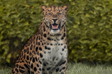 Portrait of a the Amur leopard (Panthera pardus orientalis). East Siberian leopard. Red List