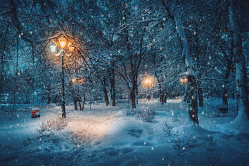 big bare curve tree winter fairy tale blizzard mood in cold snowy night city park