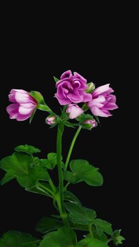 Time lapse of opening pink Pelargonium flower (Geranium) with ALPHA transparency channel isolated on black background, vertical orientation