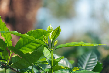 Green coffee bean berry plant fresh raw seed coffee tree growth in eco organic farm. Close up Green seed berries harvest arabica coffee garden. Fresh coffee bean green leaf bush ecology berry plant